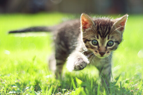 An outdoor adventure for an awesome cat, exploring the natural world with curiosity and excitement, embodying the spirit of feline exploration.