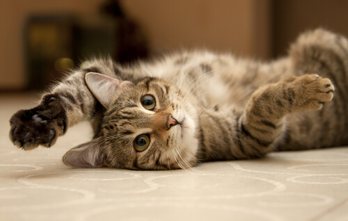 awesome cats