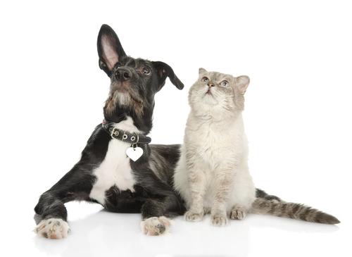 Katzen und Hunde leben friedlich zusammen.