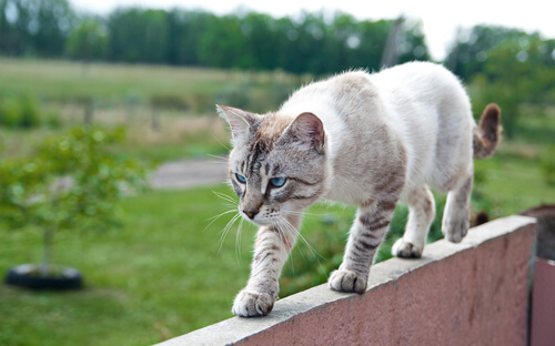 Katzenbalance