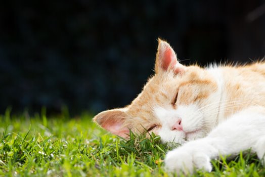 Alles über majestätische orange getigerte Katzen