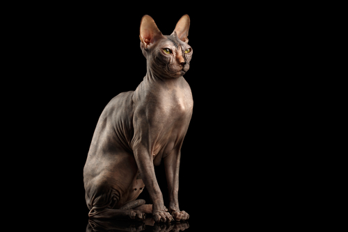 Namen für Sphynx-Katzen