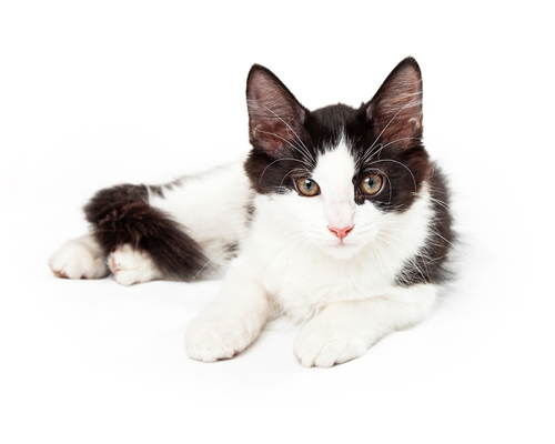 Eine bezaubernde Smokingkatze mit auffälligem schwarz-weißem Fellmuster.