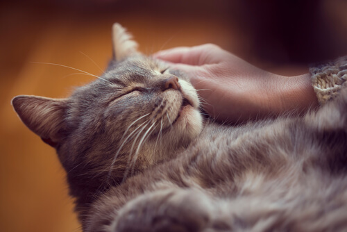 Ein Bild einer zufriedenen, schnurrenden Katze.