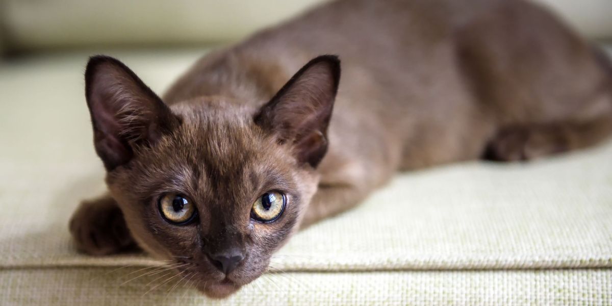 Burma-Katze entspannt in bequemer Pose auf einem Sofa.