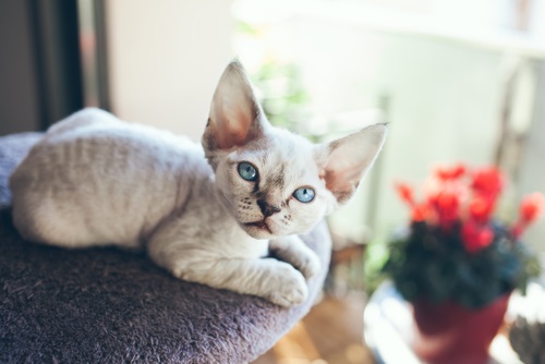 Devon Rex Katze