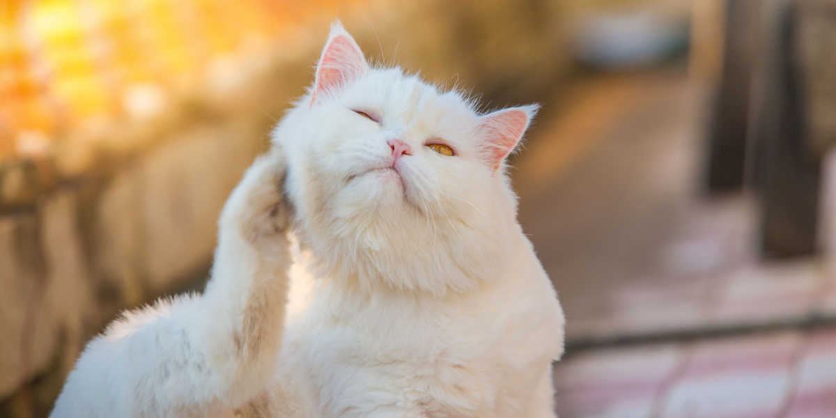 Ein Bild, das eine Katze zeigt, die Anzeichen von Juckreiz und Kratzen zeigt.