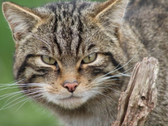 wild cat looking mad