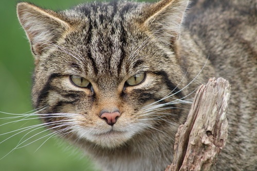 145 beliebteste Namen für Tabby-Katzen