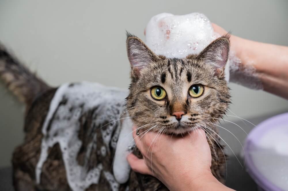 Ein Bild, das eine Frau zeigt, die einer getigerten grauen Katze das Shampoo wäscht. Die Szene veranschaulicht den Prozess der Fellpflege und -pflege der Katze und unterstreicht die Bemühungen der Besitzerin, die Hygiene und Sauberkeit der Katze zu wahren.