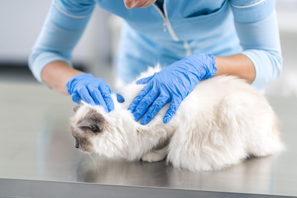 Ein Bild zeigt einen Tierarzt, der eine schöne langhaarige Katze sorgfältig untersucht.