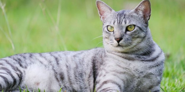 150 beste altägyptische Katzennamen und ihre Bedeutungen