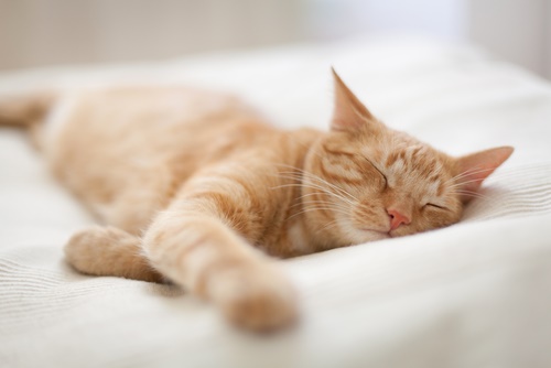 Das Bild fängt den ruhigen Anblick einer Katze im Tiefschlaf ein und zeigt ihre Fähigkeit, in verschiedenen Positionen Trost und Ruhe zu finden.