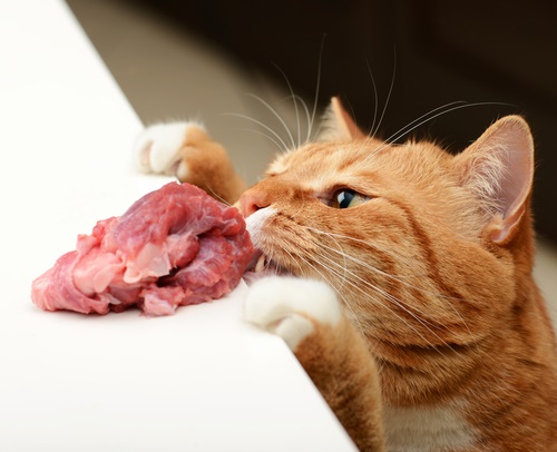 Katze frisst Fleisch