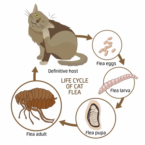 Darstellung der Ursachen von Flöhen bei Katzen