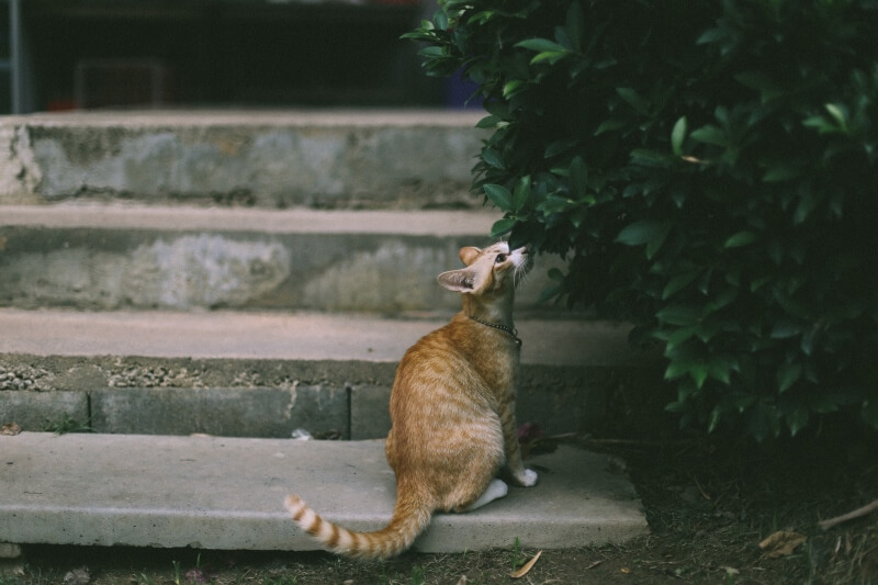 Gefleckte getigerte Katze