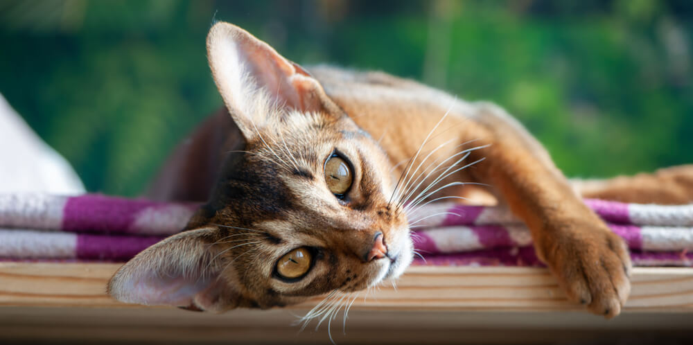 Getigerte Katze mit Zecken