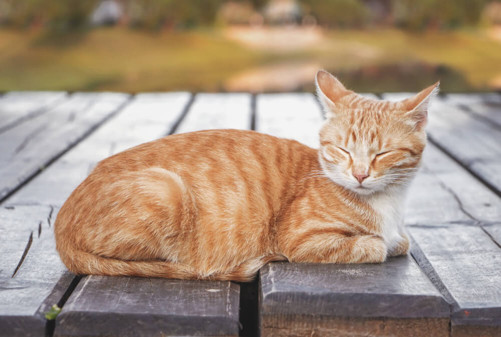 männliche orange getigerte Katze