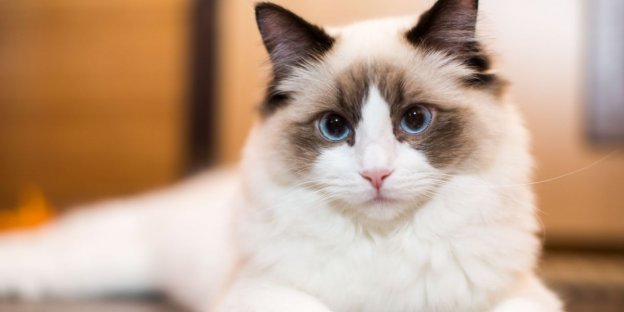 160 beste Ragdoll-Katzennamen mit Bedeutung