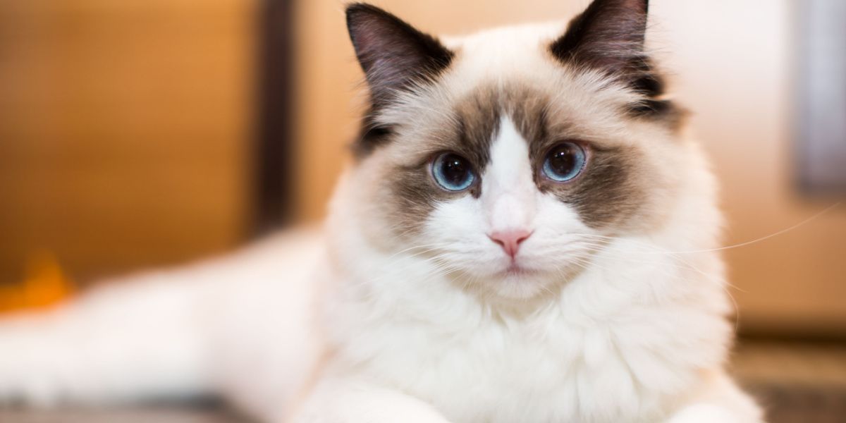 Wunderschöne junge weiße reinrassige Ragdoll-Katze, die ihr elegantes und sanftes Wesen zur Schau stellt.