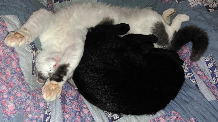 Bild von zwei Katzen, Flecki und Nessi, beim Kuscheln.