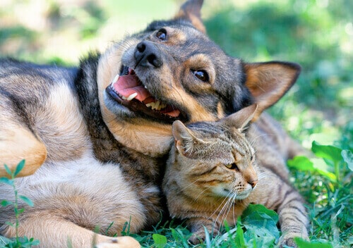 Katze und Hund verstehen sich.