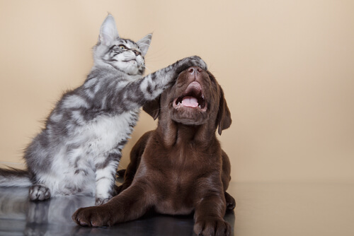 Katzen und ein Hund zusammen.