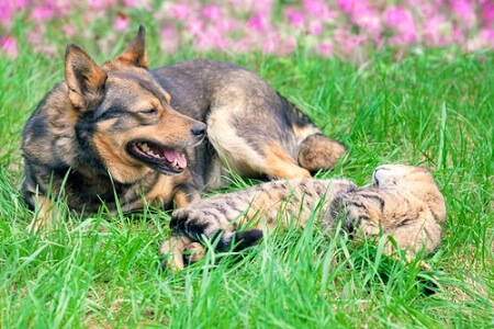 Katzen und Hunde leben zusammen.