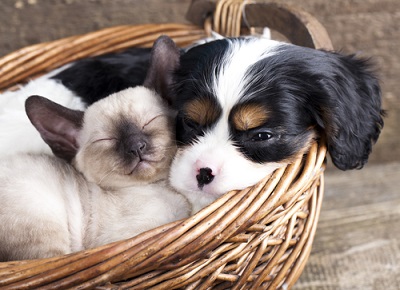 Katzen und Hunde im freundschaftlichen Umgang.