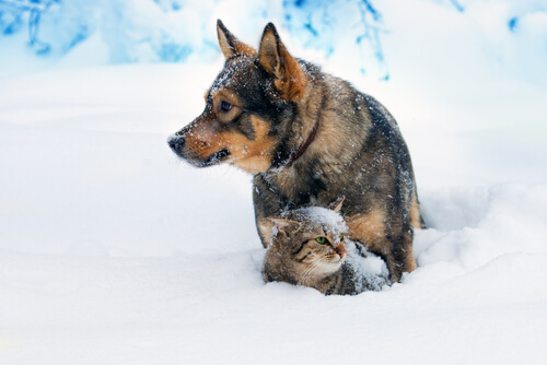 Katzen und Hunde verstehen sich.