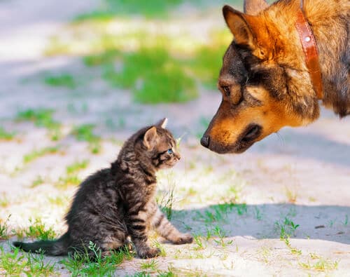 Katzen und Hunde zusammen.