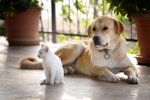 Katzen und Hunde leben zusammen.