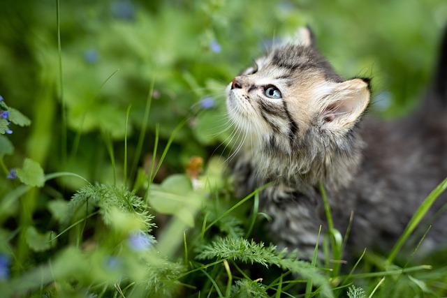 Katze mit emotionaler Unterstützung