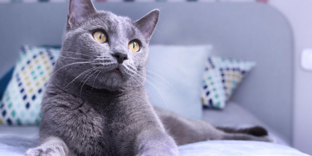 125 beste Namen für Russisch Blau-Katzen und ihre Bedeutungen