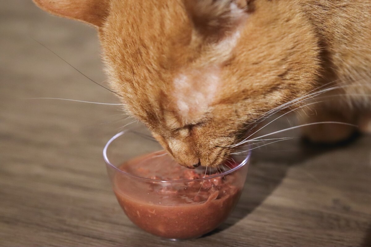 Katze frisst Katzenfutter aus einer Schüssel