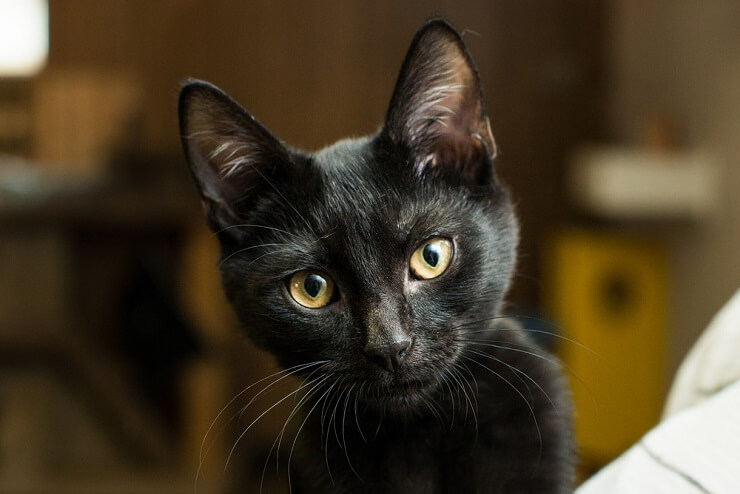 Bild mit einer Auswahl mysteriöser Katzennamen, das eine Reihe faszinierender Möglichkeiten bietet, die rätselhafte und faszinierende Natur dieser Katzengefährten einzufangen.