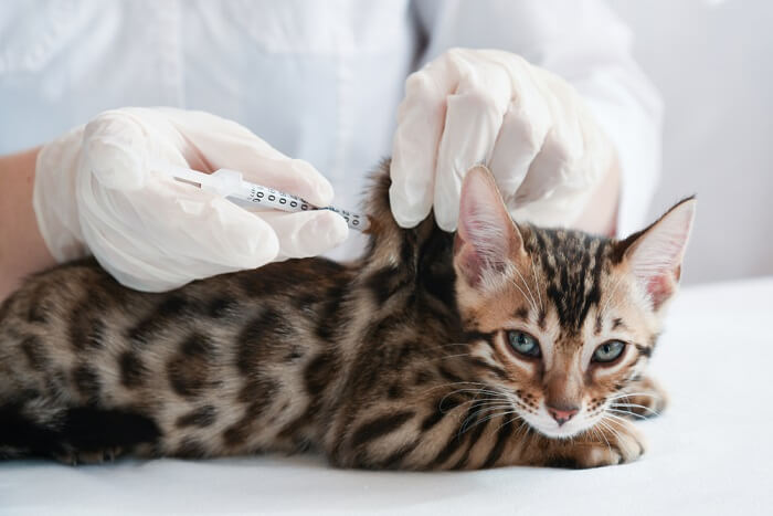 Visuelle Darstellung einer Katze, die eine Impfung erhält