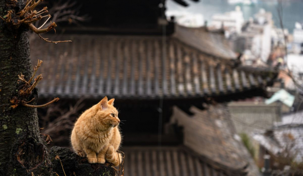 Japanische Katzennamen – 101 exotische Katzennamen mit Bedeutung