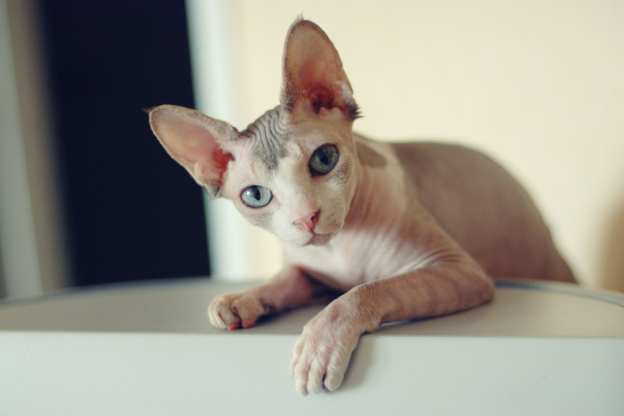 150 beste Katzennamen für Sphynx-Katzen