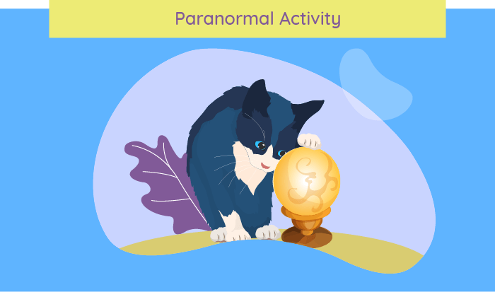 Katze Paranormal Activity