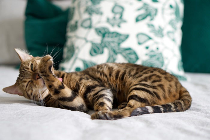 Eine Bengalkatze pflegt sorgfältig ihr Fell und stellt so ihre angeborene Eleganz und ihre sorgfältige Körperpflege zur Schau.