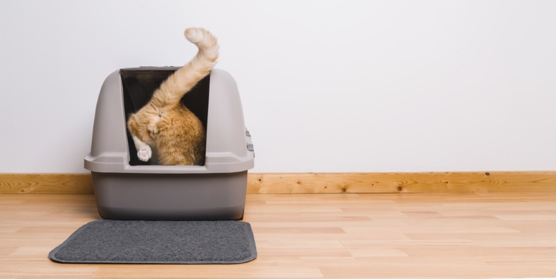 Eine Darstellung einer Katze, die in eine Katzentoilette steigt und ihr typisches Verhalten im Hinblick auf die Körperhygiene hervorhebt.