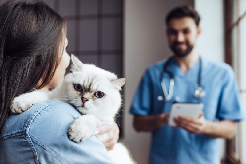 Visuelle Darstellung eines Tierarztes, der eine Katze untersucht, während die Katze sanft von ihrem Besitzer gehalten wird.