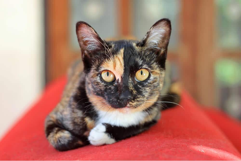 Katze sitzt auf einem roten Sofa und beobachtet aufmerksam ihre Umgebung.