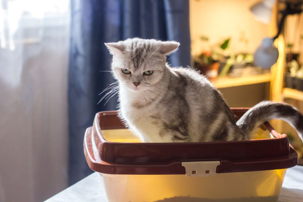 Katze versucht, in die Katzentoilette zu koten