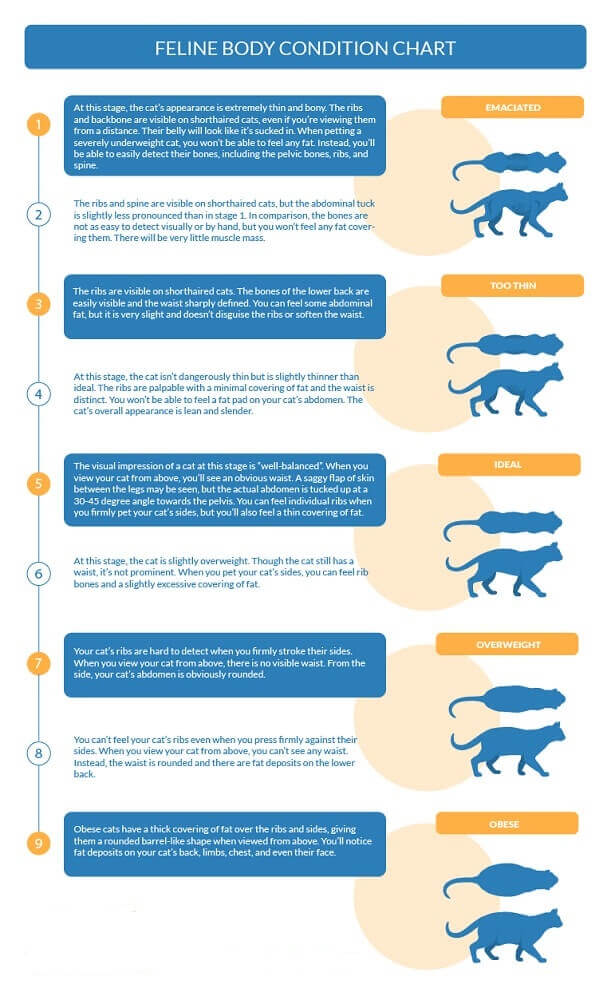 Abbildung des Körperzustandsdiagramms für Katzen