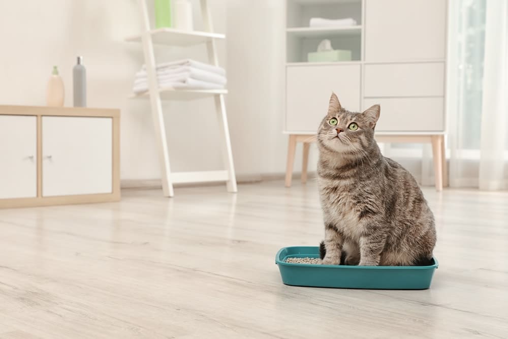 Katze schaut nach oben und sitzt in der Katzentoilette