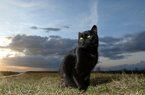 männliche schwarze Katze