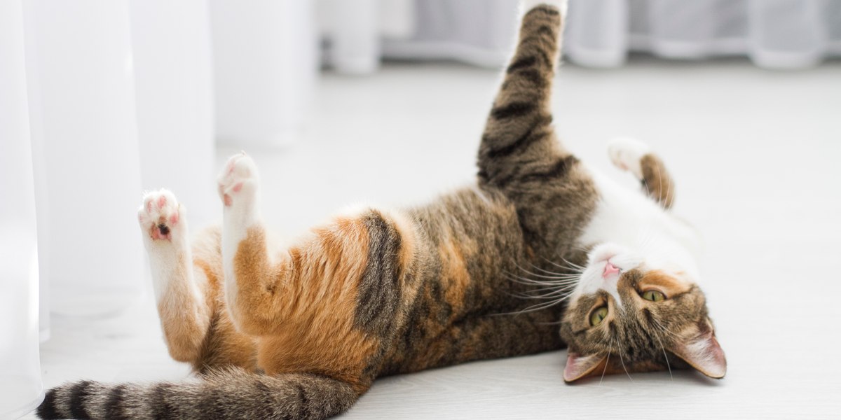 Bild einer Katze, die spielerisch hinter einem Vorhang hervorlugt.