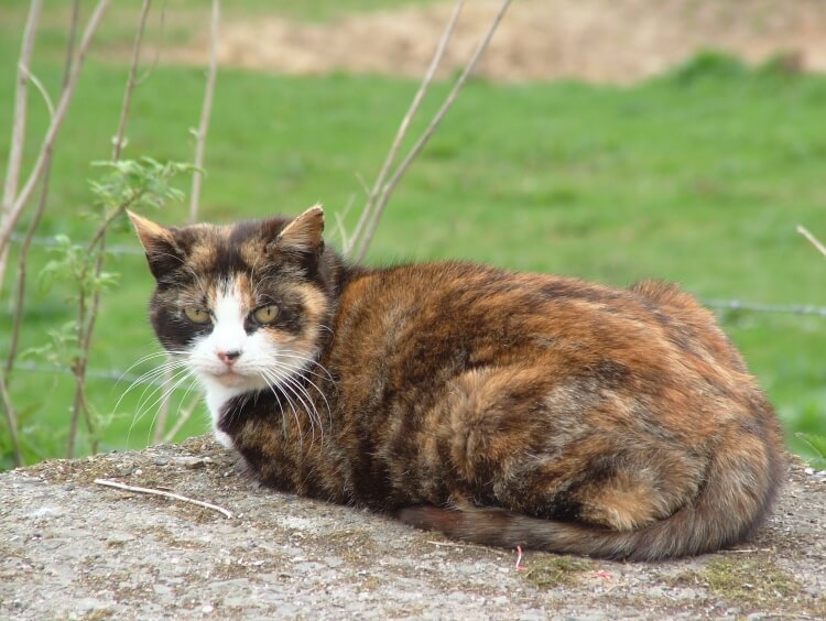 Eddy-Katze mit IBD